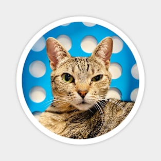 Cat Cafe: Queen Elizabeth (gifts) Magnet